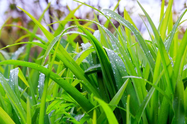 Rosée Fraîche Sur Herbe Verte Gros Plan — Photo