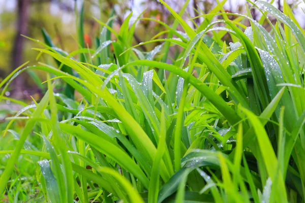 Rosée fraîche sur l'herbe verte gros plan — Photo