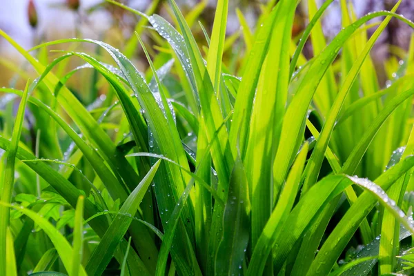 Rosée fraîche sur l'herbe verte gros plan — Photo