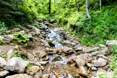 Ormanın derinliklerinde akan nehir dağ