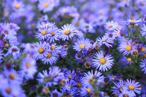 small purple asters wildflowers background, deep of field