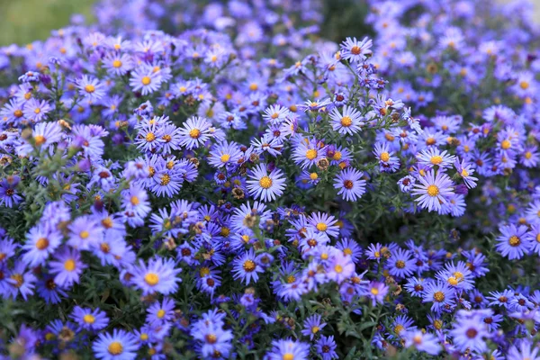 small purple asters wildflowers background