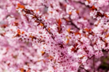 Bir arka plan için pembe çiçek açması Manolya ağacı