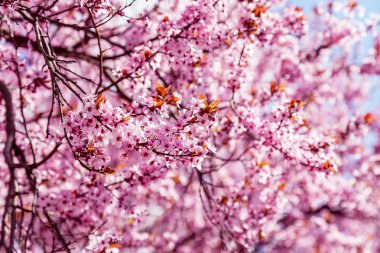 Pembe çiçek açması Manolya ağacı için bir arka plan