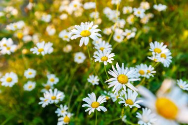 Güneşli bir günde bir alan üzerinde yabani papatya çiçekler.