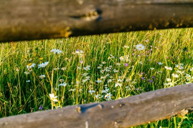 Güneşli bir ahşap bir çit ile yabani papatya çiçekler. sığ derinlik-in tarla