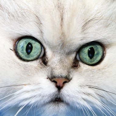 beyaz kedi namlu portre