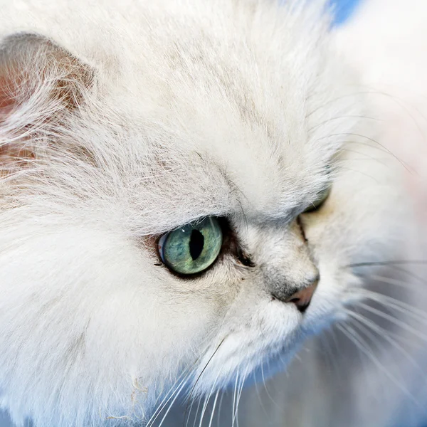 Branco gato focinho closeup — Fotografia de Stock