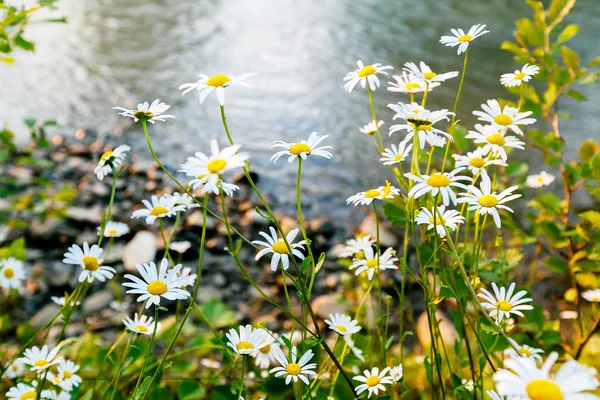 Wild chamomile flowers on the river bank on a sunny day. shallow depth of field