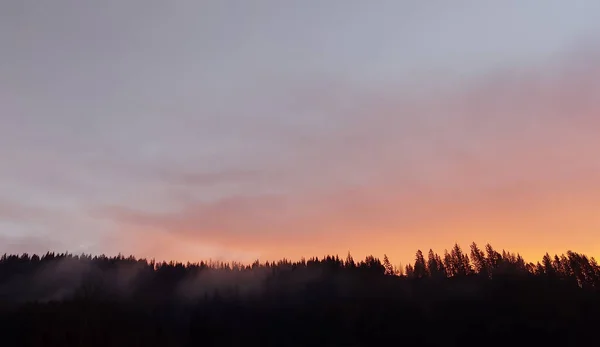 Фир Вершины Восходе Солнца Утром — стоковое фото