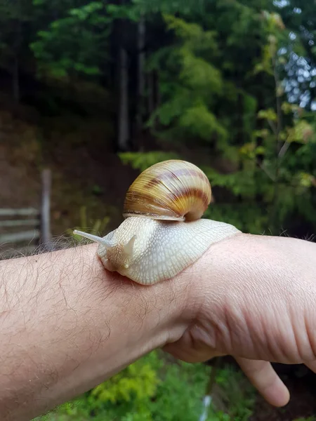 Close Snail Cropped Hand — Stock Photo, Image