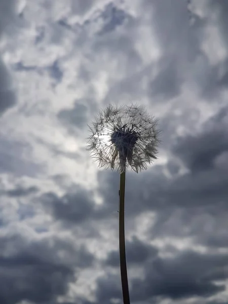 Løvetannblomst Bakgrunn Blå Himmel – stockfoto