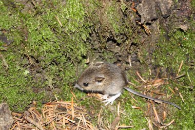 Orman faresi yeşil bitki örtüsüyle ormanlara yaslanıyor.