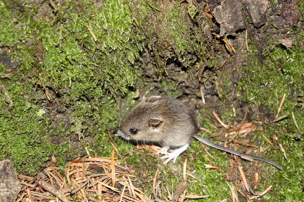 Orman faresi yeşil bitki örtüsüyle ormanlara yaslanıyor.