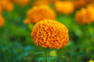 Sarı kadife çiçeği ve önplanda bağırsak çiçeği.