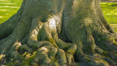 Parktaki yaşlı bir ağacın köküne yakın.