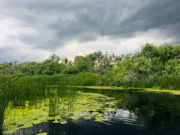 Su Lily nenuphar (Nymphaea alba) Tuna Deltası, Romanya