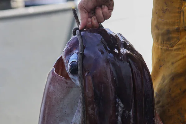 Grande Pieuvre Capturée Par Les Pêcheurs Pieuvre Fraîchement Pêchée — Photo