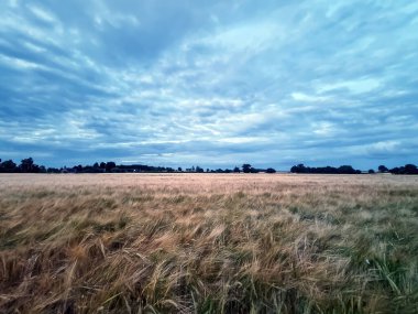 Geniş bir tahıl tarlası, ufukta uzanan bir ağaca uzanır. Hafif bir esinti, uzun sapları dalgalandırır. Yumuşak serin ışık ve katmanlı bulutlar sakin ve sinematik bir hava yaratır..