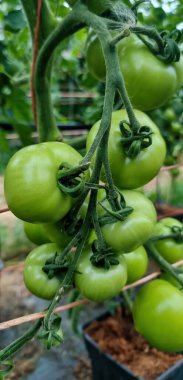 Olgunlaşmamış yeşil domates kümesi yakın bir seradaki tüylü bir sarmaşığa tutunur, destek ipleri ve saksıları yumuşaktır. Sığ derinlik ve dağınık ışık vurgu dokusu.