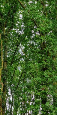 Çerçeveyi yoğun yaprak döken ağaçlar, sert gövdeler ve birbirine dolanan dallar, yaz ortası yaprakları, boşluklardan gelen yumuşak ışık, dikey bileşim, ılıman ormanlık alan