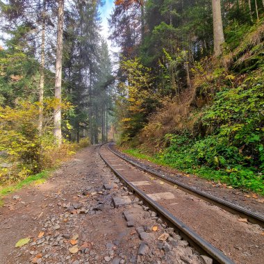 Ağaçlık bir yolun yanında dar bir ölçü yolu kıvrımları görünür çakıl balast, kozalaklı ağaçlar ve sarı yapraklar mevcuttur, sis sakin bir Avrupa ormanında gün ışığını filtreler.