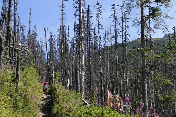 Walking through dried woods — Stock Photo, Image