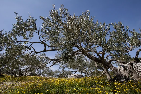 Oude olijfbomen — Stockfoto