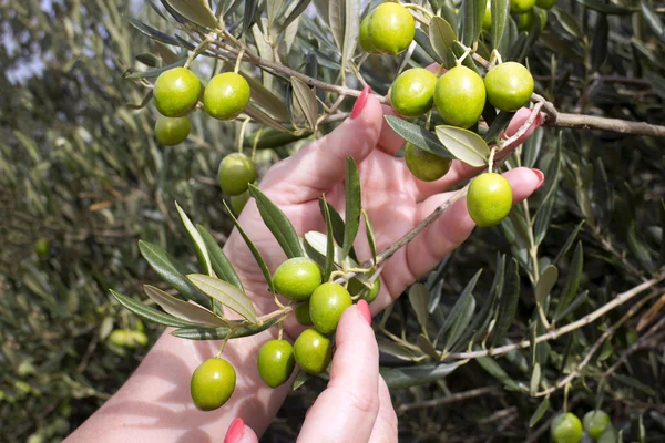Zeytin toplama eller