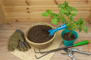 Bahar bahçe içinde çalışır. Fidan kırmızı biber. Sebze yetiştirme. Tencere fide dikim. Biberler bir toprak kap içinde.