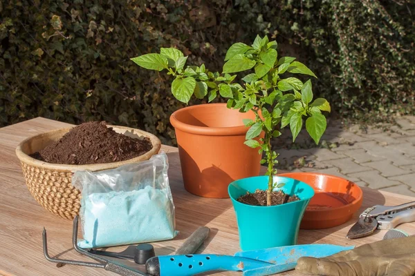 Spring works in the garden. Seedlings chilli peppers. Growing vegetables. Transplanting seedlings into pots. Chilies in a clay pot. — Stock Photo, Image