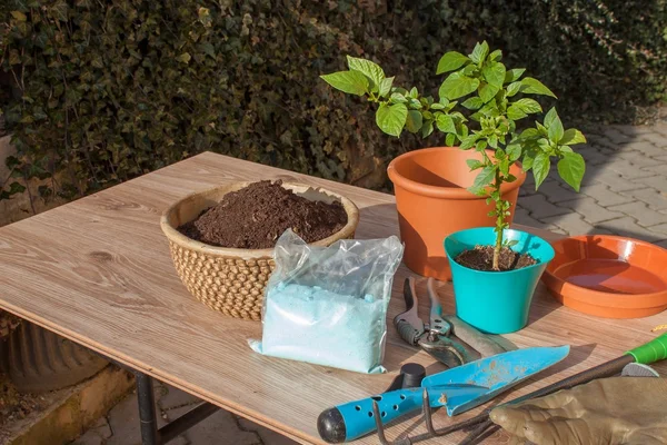 Våren funker i hagen. Frø... chili... paprika. Dyrker grønnsaker. Flytte spirer til potter. Chilies i en leirgryte . – stockfoto