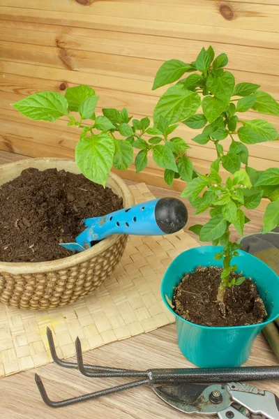 Άνοιξη λειτουργεί στον κήπο. Σπορόφυτα πιπεριά. Καλλιέργεια λαχανικών. Μεταφύτευση σποροφύτων σε γλάστρες. Τσίλι σε πήλινο σκεύος. — Φωτογραφία Αρχείου