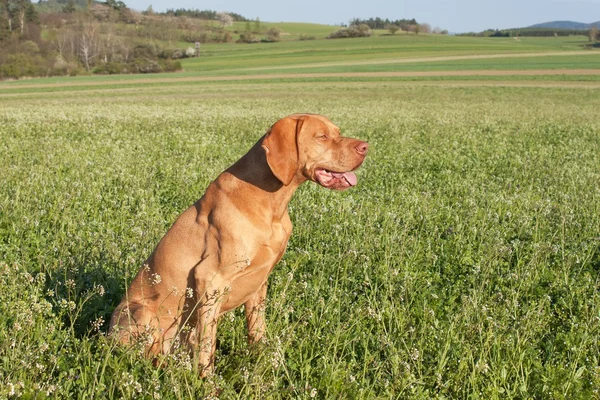 Hungarian hunting hound on a greenfield site. Spring sunny day on hunting with dogs. Viszla on a green field. Hound. — Stock Photo, Image