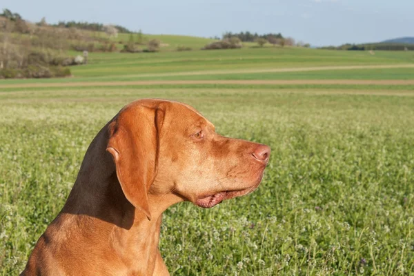 Hungarian hunting hound on a greenfield site. Spring sunny day on hunting with dogs. Viszla on a green field. Hound. — Stock Photo, Image