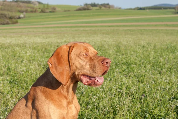 Cão de caça húngaro num campo verde. Primavera dia ensolarado na caça com cães. Viszla num campo verde. Cão . — Fotografia de Stock