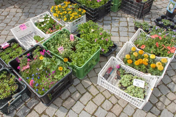 Vendita di piantine di fiori al mercato nella città ceca di Trebic. Fiori su vecchie pavimentazioni in granito . — Foto Stock