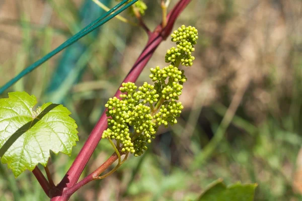 Ramo jovem de uvas na natureza. A cultivar uvas na vinha. A cultivar vinho à venda. Uvas jovens na videira . — Fotografia de Stock