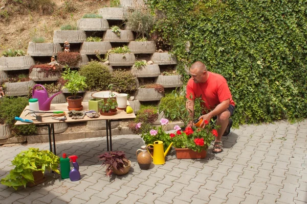 Un uomo che lavora in giardino. Il giardiniere compensa i fiori. Uomo giardiniere piante da taglio con forbici da giardino . — Foto Stock