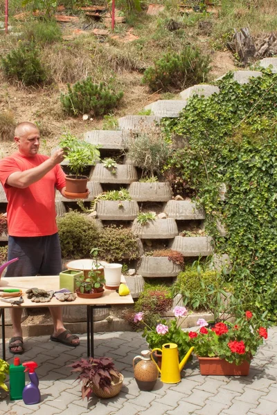 Man working in garden. Gardener offsets flowers. Man gardener cutting plants with garden scissors. — Stock Photo, Image