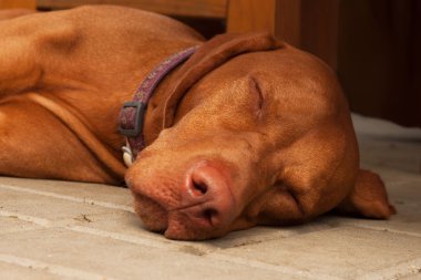 Macar tazı uyuyor. Mutlu köpek kaldırıma gölgede uyuyor.