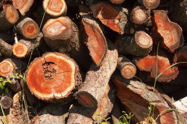 Yakacak odun arka plan. Bir yığın üzerinde kıyılmış yakacak odun. Kış için yakacak odun hazırlanması. Fırın için yakacak odun. Bir enerji yenilenebilir kaynak. Çevre kavramı.