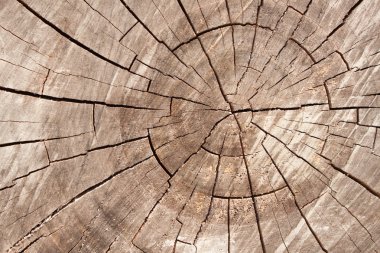 Ahşap daire doku dilim arka plan. Ağaç halkaları. 