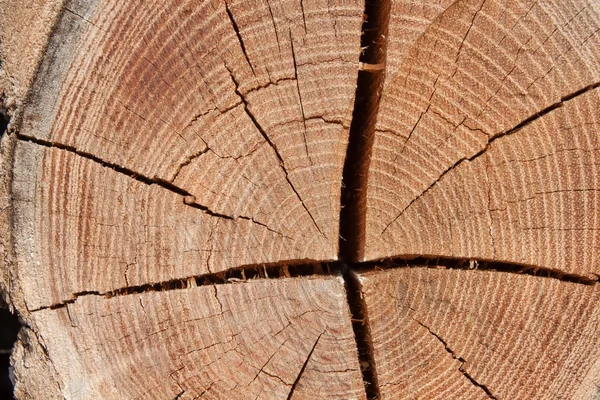 Círculo de madera textura rebanada fondo. Anillos de árbol . — Foto de Stock