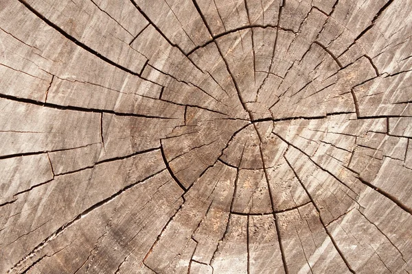 Dřevěný kroužek textury pozadí řezu. Letokruhy. — Stock fotografie