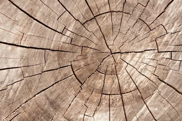 Wood circle Images - Search Images on Everypixel