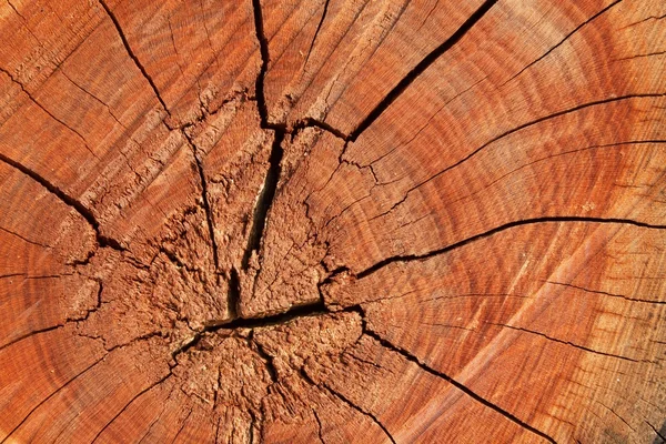 Holz Kreis Textur Scheibe Hintergrund. Baumringe. — Stockfoto