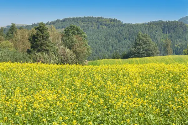 Feldsenf, unscharfer Hintergrund. Anbau von Nutzpflanzen. — Stockfoto