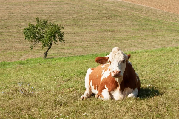 Корова лежит на пастбище. животноводство на ферме — стоковое фото