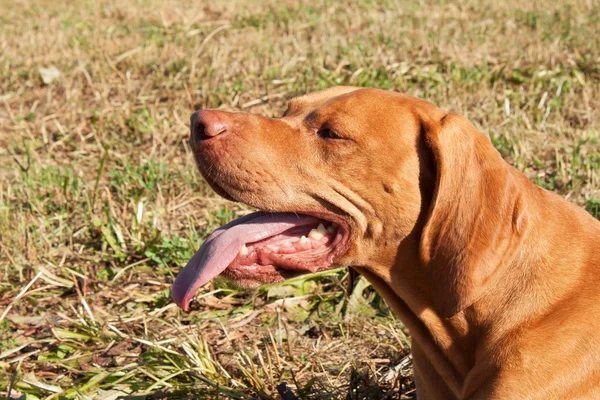 Hungarian Pointer (Vizsla) resting after a hunt. Dog lolling tongue. View of the dog's eyes. — Stock Photo, Image